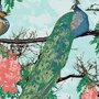Florid peacocks - demure